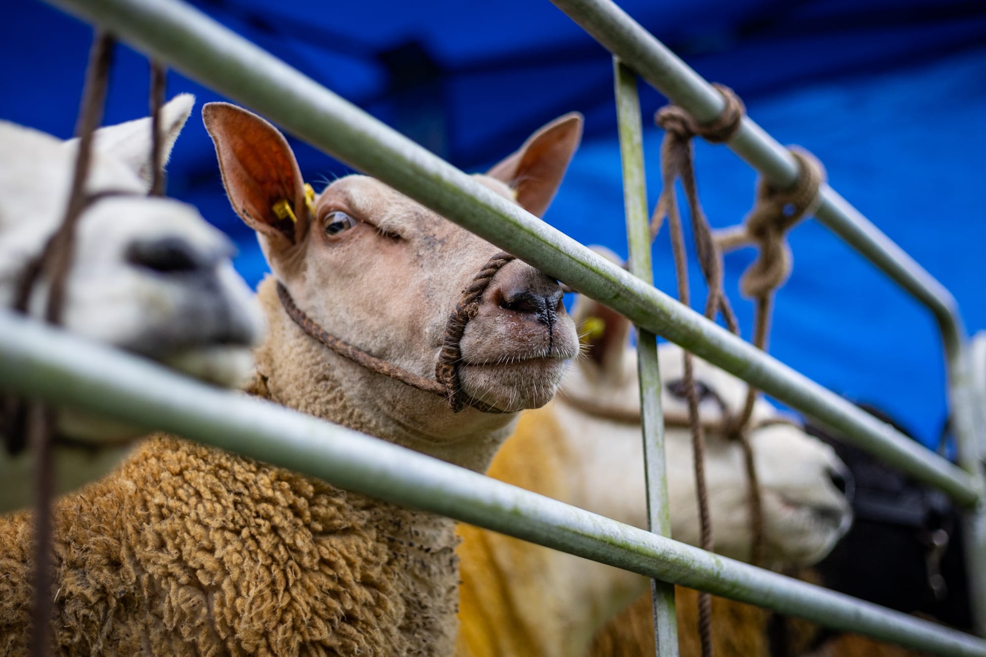 Strokestown Show gallery photo 7